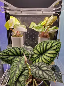 Rudsta Tall Pegboards - Clear Acrylic - SKADIS & Standard styles - Ikea Greenhouse