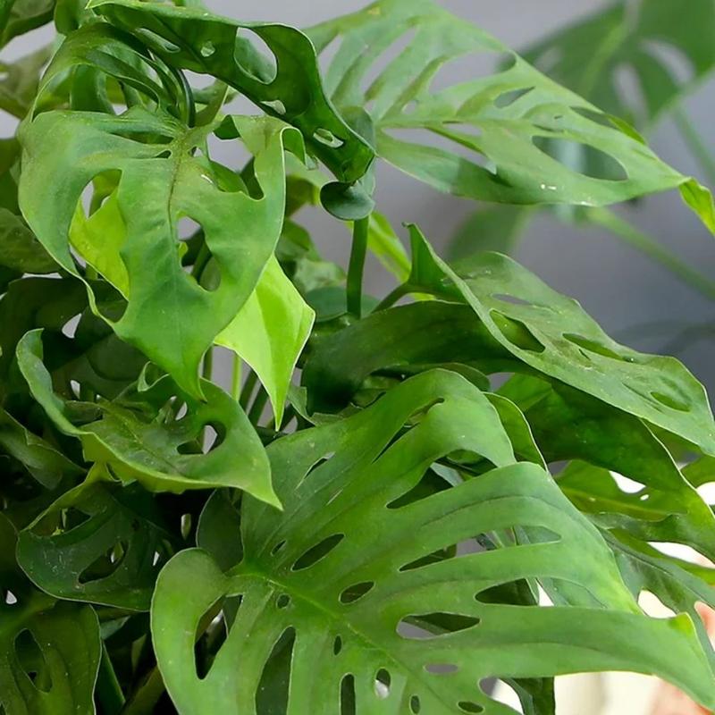 Swiss Cheese Monstera Plants Live Indoors, Swiss Cheese Plants Live for Gardening, Live Monstera Wide Leaf Plant