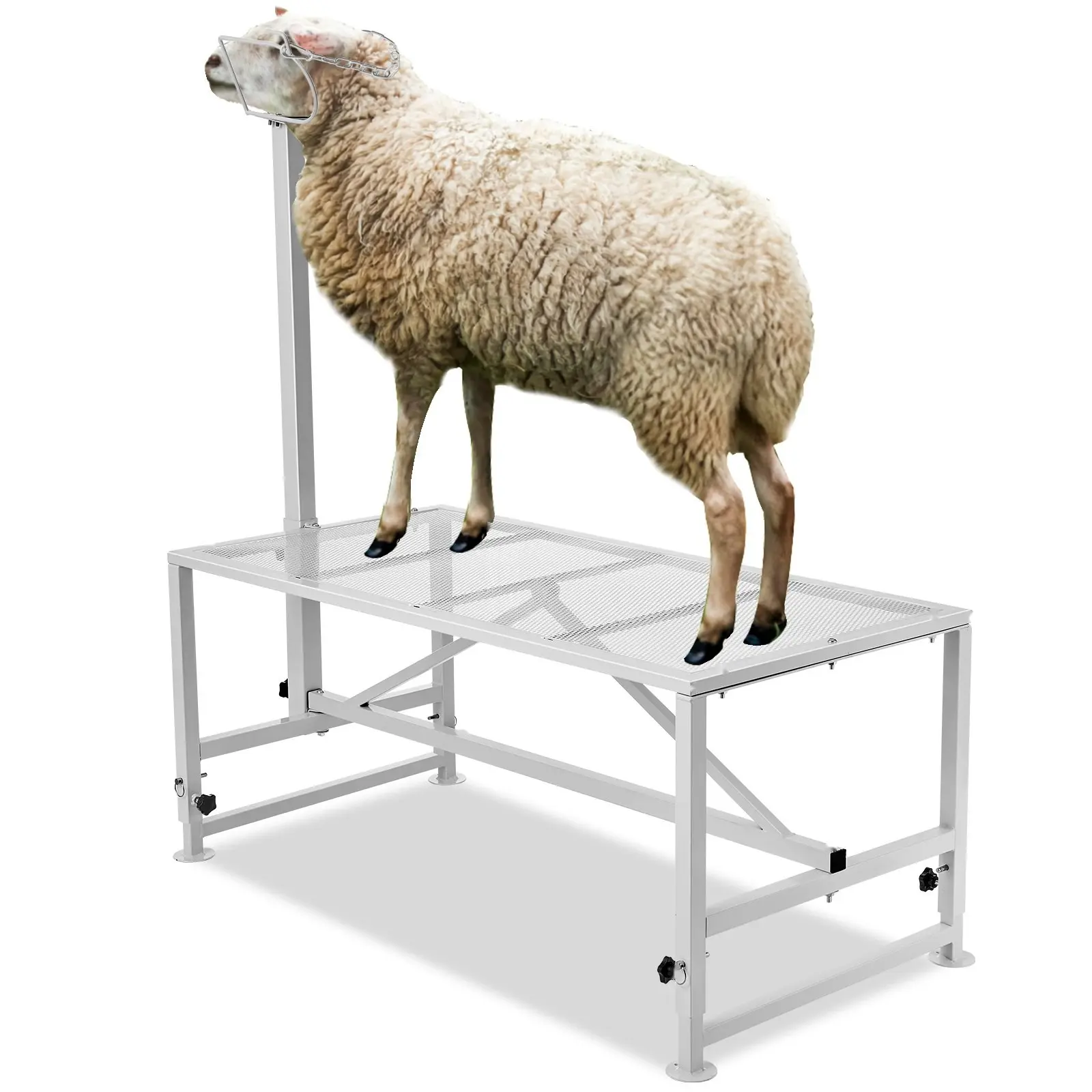 Goat And Sheep Stand, 47x23 Inch Metal Livestock Stand For Milking And Shearing, Adjustable Height From 21 To 33 Inches, With Headpiece And Nose Loop, Heavy-Duty 500 Lb Capacity, White Finish