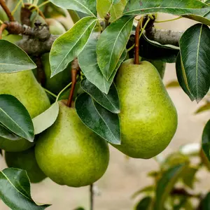 Kieffer Pear Tree Kieffer Pear Tree