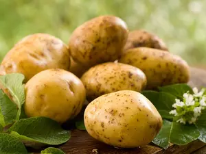 200 Potato Seeds Grown in USA - Indoor or Outdoor Garden - Vegetables Seeds Online