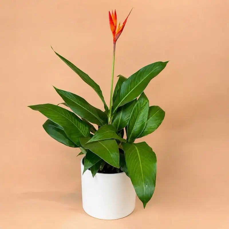 XL Heliconia 8”pot Live Indoor Flower for Home Garden Supplies