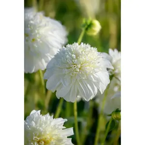 Zahra Dahlia - Anemone-shaped Flower - #1 Size Root Clump