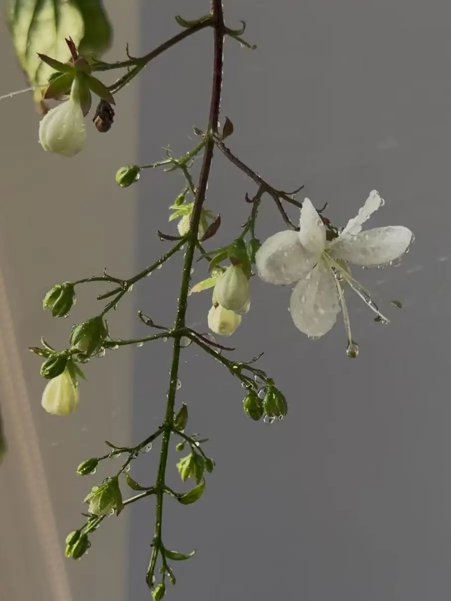 BUY 2 GET 1 FREE】Trailing Jasmine Seeds Bridal Veil High
