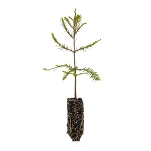 Baldcypress | Medium Tree Seedling