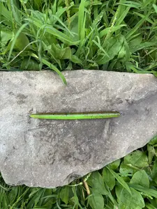 Two Color 5" Stick Bait