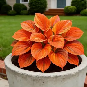 800PCS Orange Hosta Seeds – Premium Non-GMO Heirloom Flower Seeds, Pollinator-Friendly Plants That Attract Bees & Butterflies, Easy to Grow, Ideal for Outdoor Gardens, Courtyards & Landscape Decoration