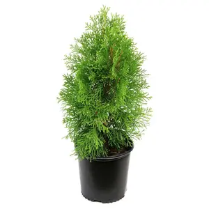 1 gal. Arborvitae Emerald Green Shrub