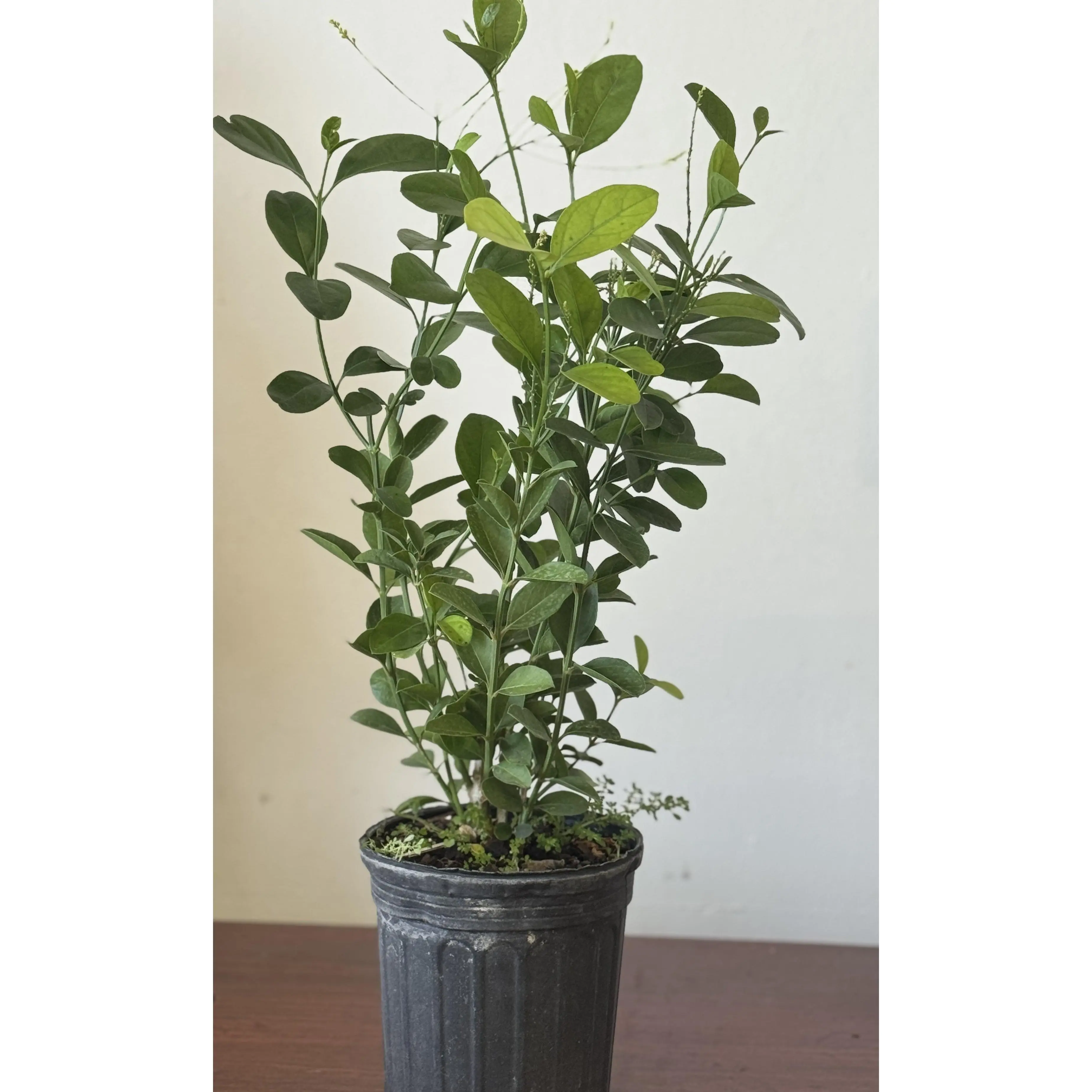 Planta Yo puedo mas que tu con raiz