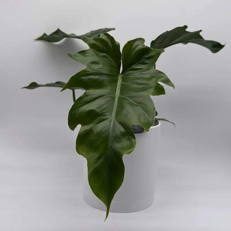 Philodendron Mayoi 6" pot Rare Tropical House Plant with Unique Colored  Leaves for Indoor Home Decoration - TikTok Shop