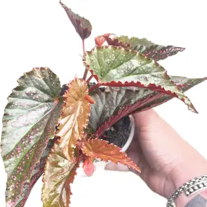 Pink Spot Begonia Starter Plant Live Houseplant in Clear 4in Pot Indoor Tropical Plant Polka Dot Begonia Begonia Maculata Rare Houseplant Collector Plant Exotic Indoor Beginner Friendly