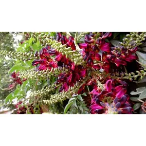 Green River 5 Red Wisteria Seeds - Perennial Flower Seed Pack, Striking Red Blooms, Wisteria Vine Seeds, Outdoor Trellis and Arch, High-Germination, Nature-Inspired Gift, Pollinator Friendly