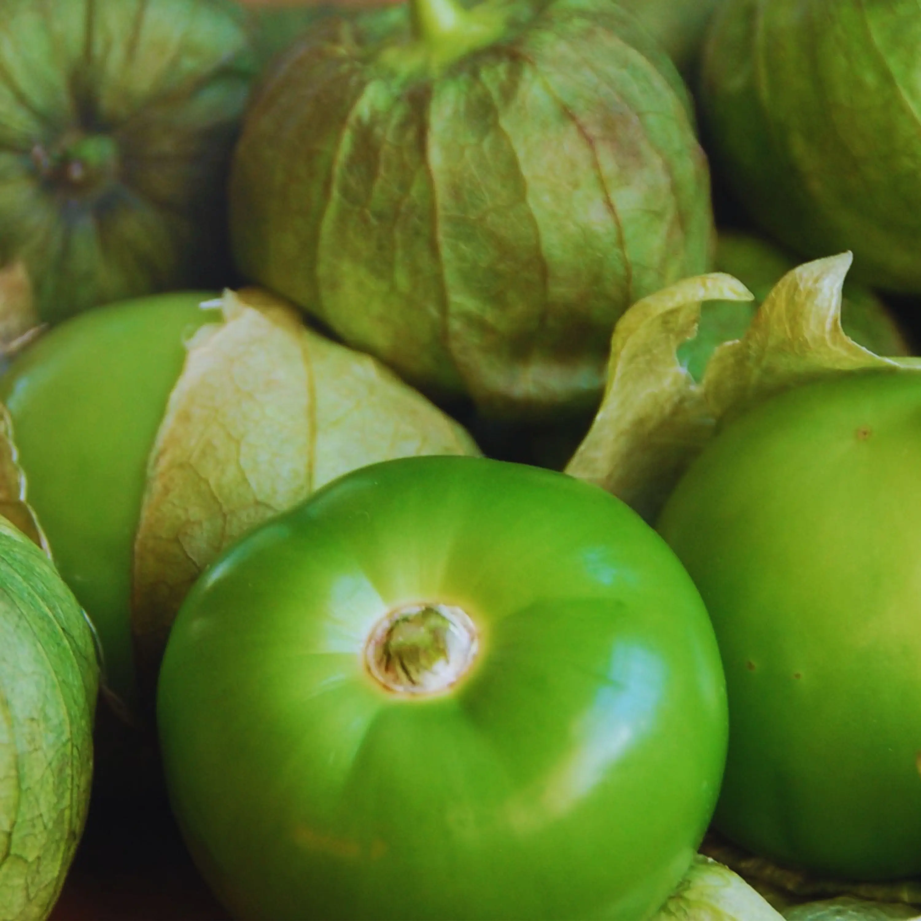 Heirloom Green Tomatillo Toma Verde Seeds - Sustainable and Regenerative Organic Gardening Seeds Great for Salsa