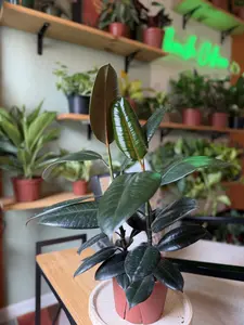 6" Rubber Plant Burgundy (Ficus Elastica) | Indoor Tree | Low Maintenance Houseplant