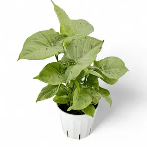 Syngonium Milk Confetti, 4 inch Pot