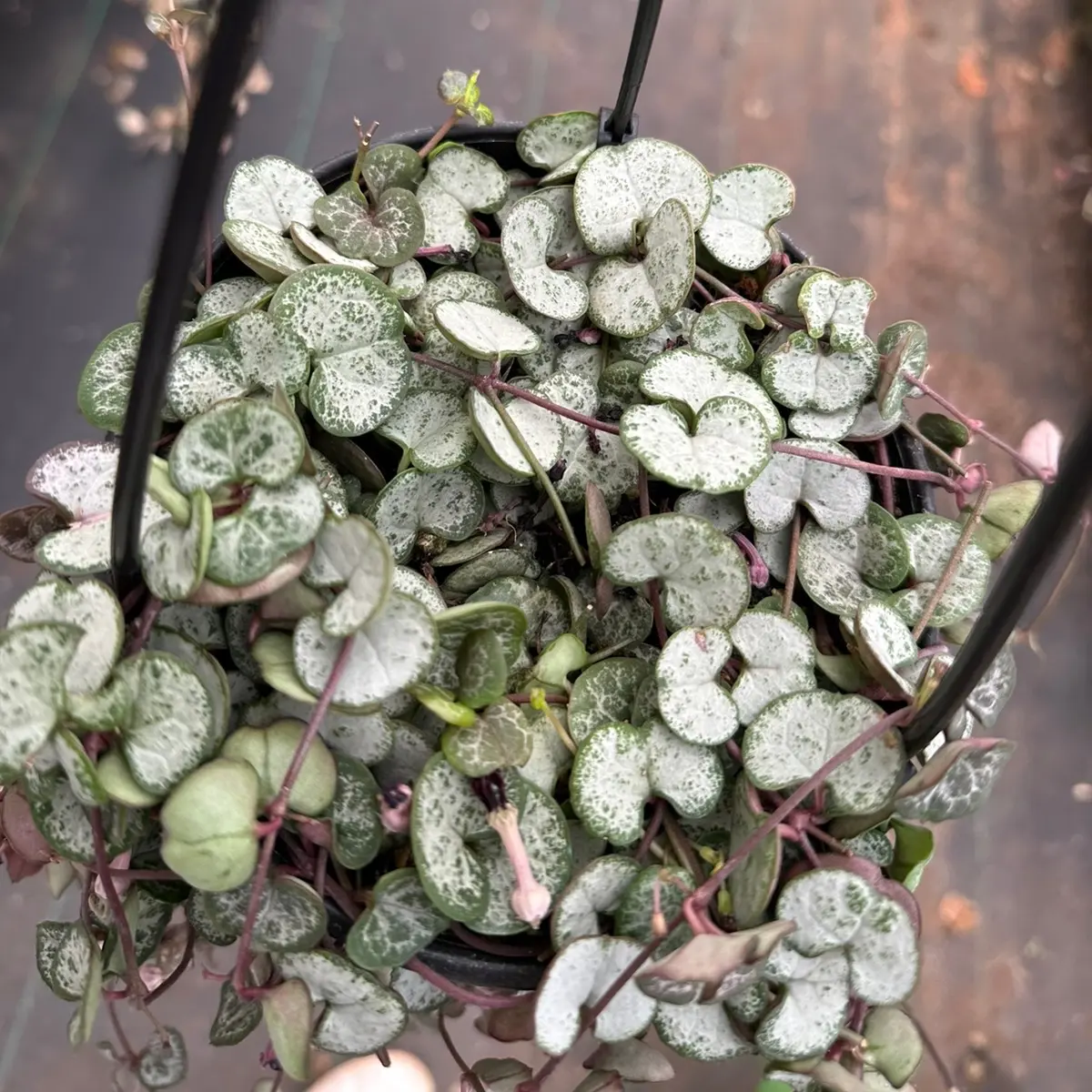 6” pot string of silver glory plant