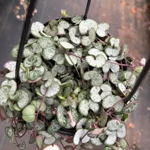 6” pot string of silver glory plant