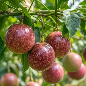 Mix Organic Passion Fruit Seeds for Planting Outdoor, 200pcs Perennial Organic Passion Fruit Seed Non-GMO Heirloom Sweet Edible Fruit, Sweet Juicy Fruits Plants in Your Home Garden