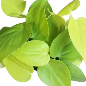 4" Philodendron Cordatum Neon Hanging Houseplant