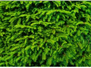 Printed Vinyl  | Pine Tree Pattern | Permanent Removable Adhesive | Permanent Glitter Adhesive | HTV | Glitter HTV | 12 x 8 inch sheet
