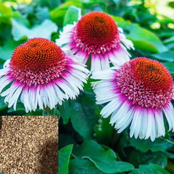 Green River 50 Strawberry & Cream Coneflower Seeds – Premium Echinacea Flower Seeds for Planting, Drought-Tolerant Perennial Blooms, Pollinator Garden Plants, Easy-Care Cottage Garden Seeds – Fast Growing Flower Seeds for Full Sun