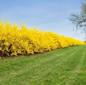Lynwood Gold Forsythia Plants Live for Planting - 6 to 12 Inc Tall - 4 in Pot - Yellow Forsythia Bushes Live Plants - No Ship To AK, HI & P.R.