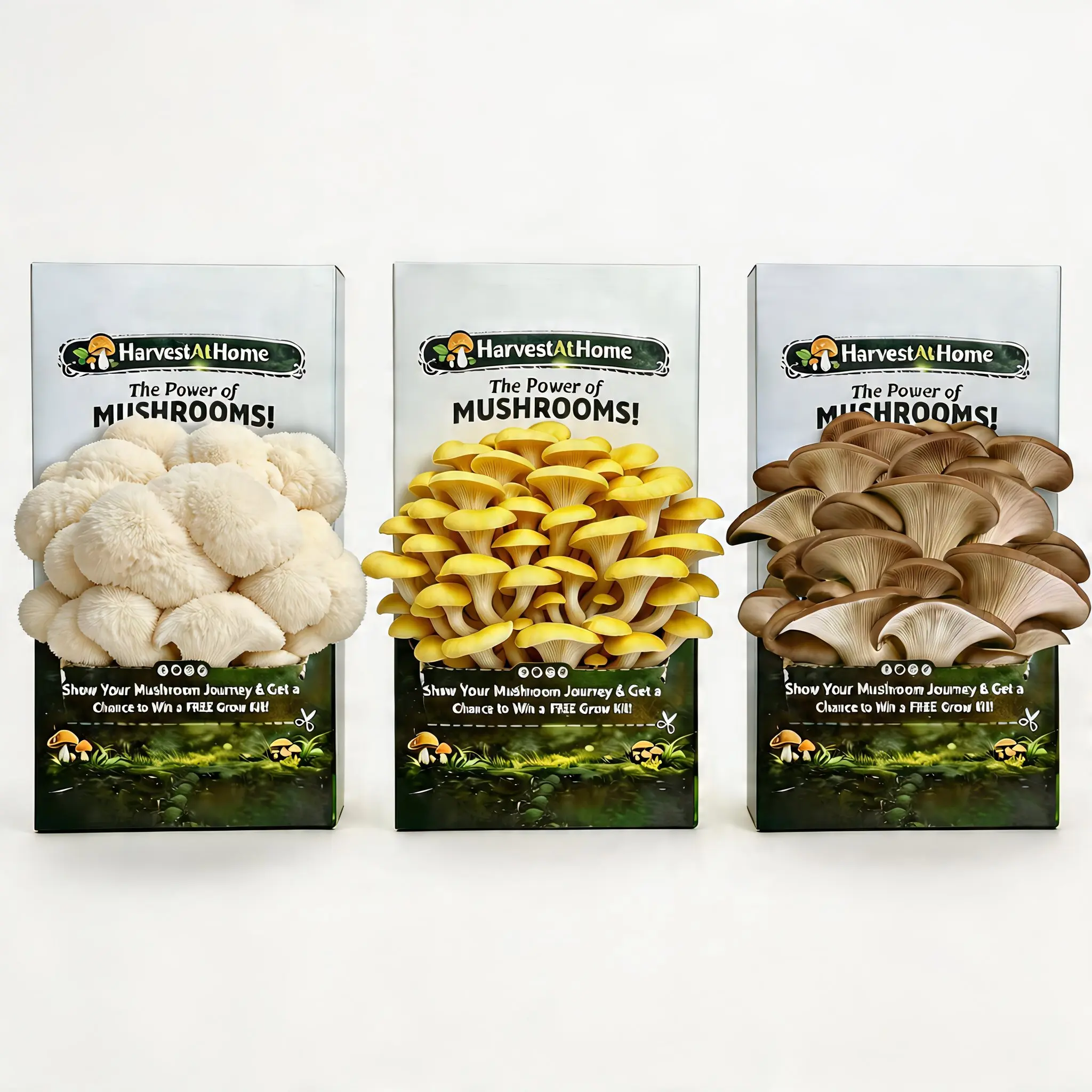 3-Pack HarvestAtHome Organic Oyster Mushroom Kit 3.5lb - Fast Growing 1-7 Days, Visual Growth Experience, Edible & Fun for Adults & Kids, Made in USA
