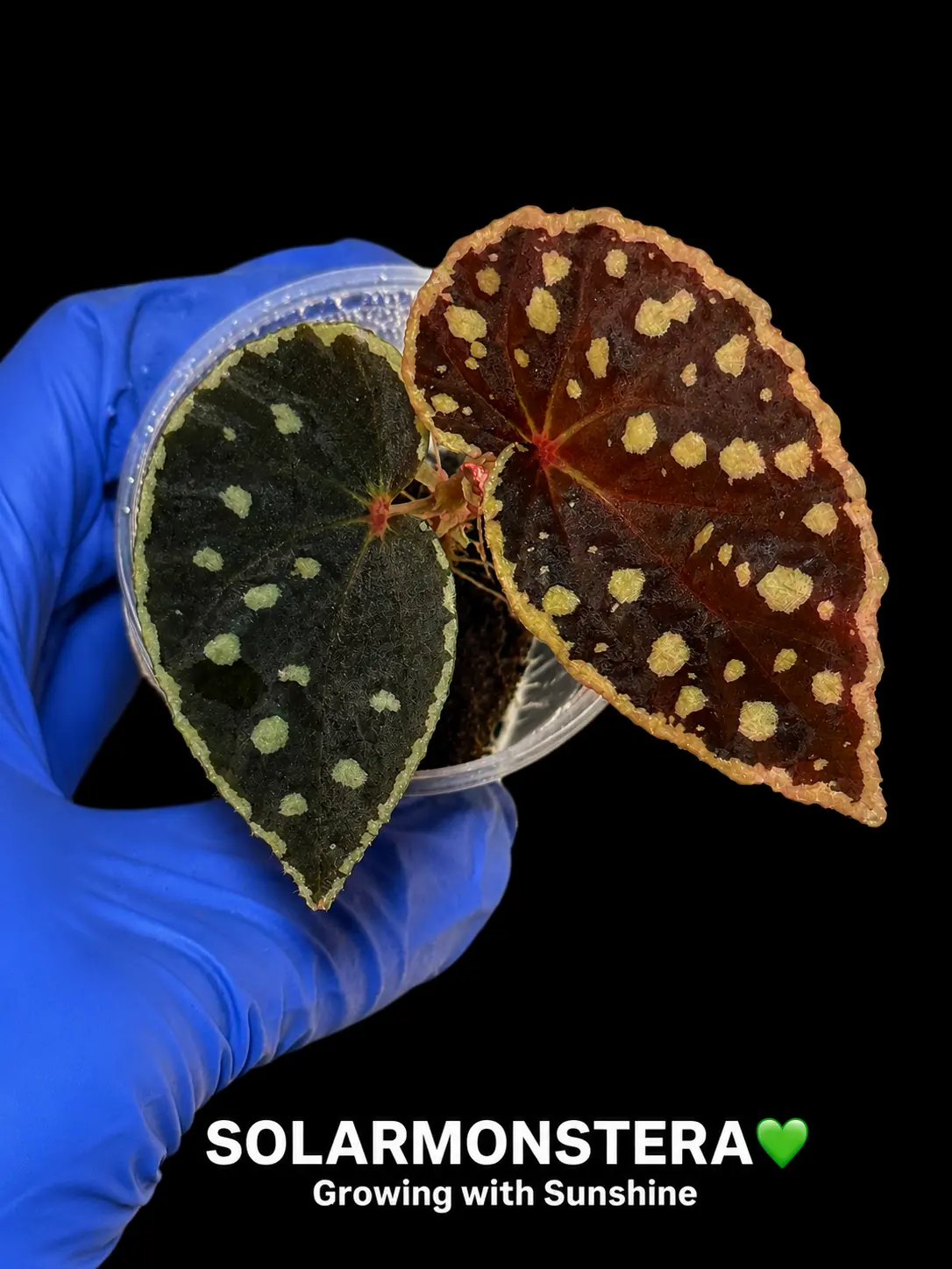 Begonia Firefly Rooted Plant in Plug or Stratum