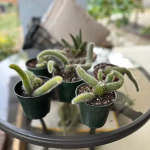 Monkey tail cactus plant. Cola de mono planta