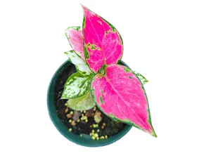 Aglaonema 'Lady Valentine'