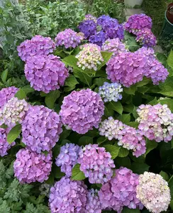 50 seeds, a date with multicolor hydrangeas, adding poetry to life