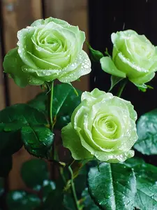 200pcs Rare Green Rose Seeds – Unique Fragrant Flowering Shrub for Garden & Pots | Uncommon Non-GMO Rose Variety with Stunning Green Blooms | Easy to Grow Perennial Plant for Home Gardeners, Patio Decor & Landscaping