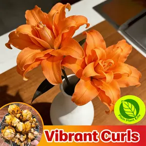 Orange Asian Lily bulb, easy to plant and cold-resistant, suitable for indoor and outdoor cultivation, long flowering period and bright color, balcony garden landscaping products, novice-friendly bulbs, holiday gifts