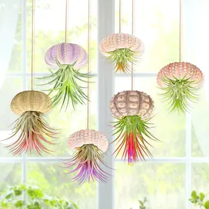 Air  Holders 6 count - Mini Sea Urchin Shell Hanger Pots for Tillandsia & Succulent Display, Coastal  & Garden Wall Decor, Indoor Outdoor  Planter Set