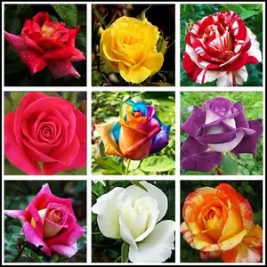 200pcs Mixed Rose Flower Seeds – Perennial Blooming Plants for Home Garden & Outdoor Landscaping | Colorful, Easy-to-Grow Non-GMO Rose Varieties for Pots, Borders, Balconies & Yard Decoration