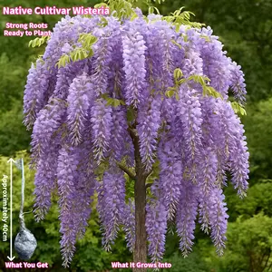 Stunning Native Cultivar Weeping Wisteria Tree Fresh Plant, Dreaming of a purple flower tunnel, Your backyard’s next showstopper!