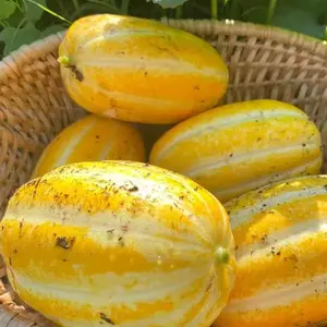 120 Korean Melon Seeds - Sweet Oriental Melon for Home Garden - Yellow Skin with White Stripes - Crisp & Mildly Sweet - Fast-Growing Vining Plant - Ideal for Sunny Locations
