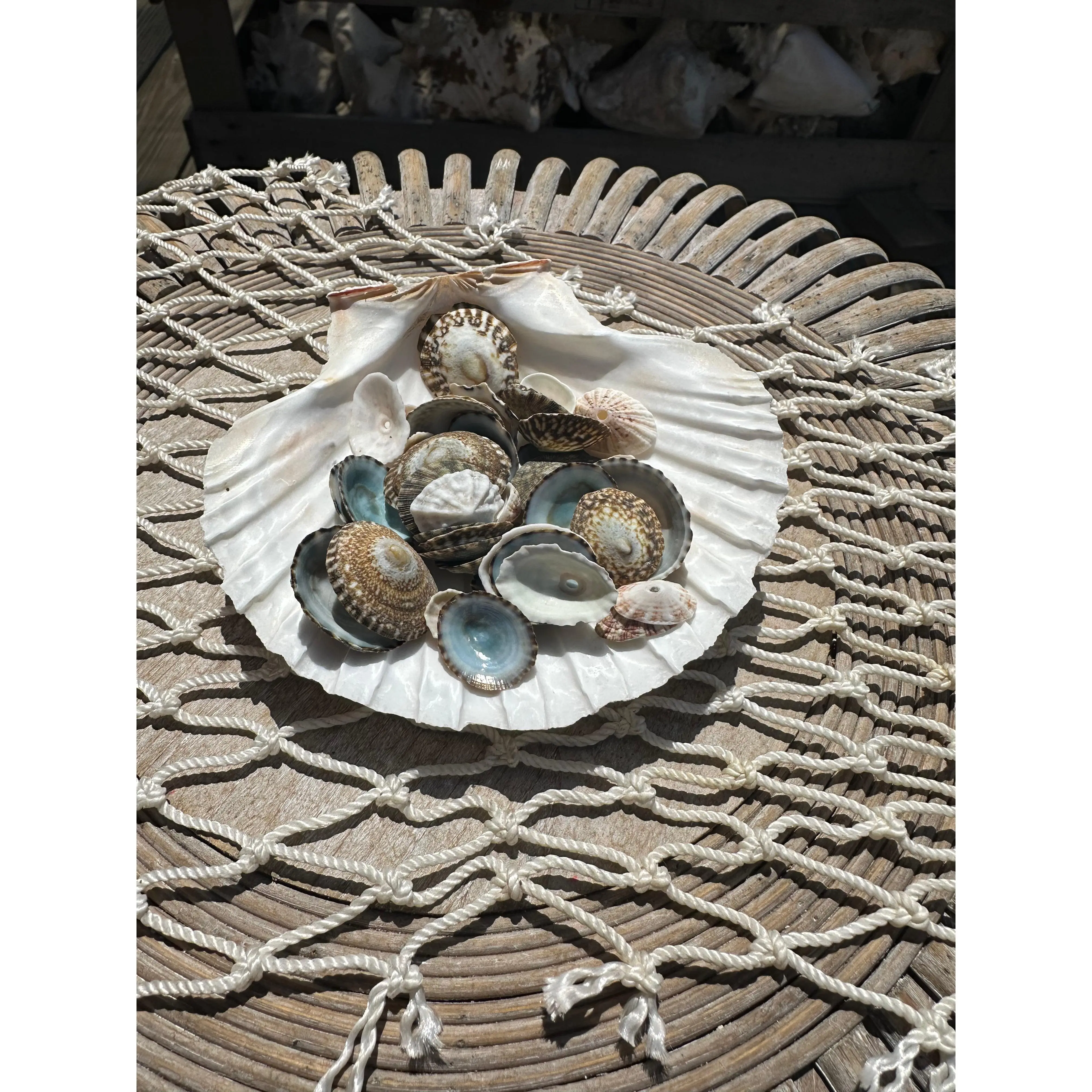 Mixed Limpet Shells Crafting Lot