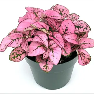 Hypoestes Pink Splash Live Potted House Plants Air Purifying in 2" Pot