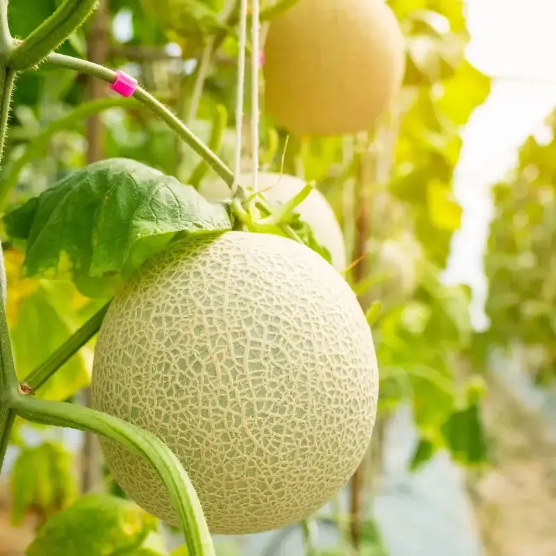 Honey Rock Cantaloupe Seeds (Cucumis melo Muskmelon) 2 Pack x 100 Seeds, Warm-Season Orange-Flesh Melon Vine for Full Sun Gardens, Raised Beds & Large Containers, Not Watermelon, Honeydew or Live Plants, Heirloom Seeds, Classic Muskmelon Flavor