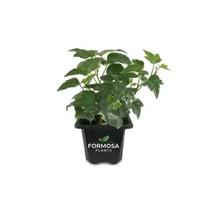 Variegated English Ivy - 1 Live Plant in a 3 Inch Pot - Easy Care Trailing Vine, Green and White Variegated Indoor and Outdoor Houseplant - Hedera Helix