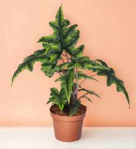 Alocasia Jacklyn - Indoor Live Plant, Rare Elephant Ear Leaves, Medium Size, Decor-Ready & Gift-Worthy, High Humidity and Bright Light Houseplants