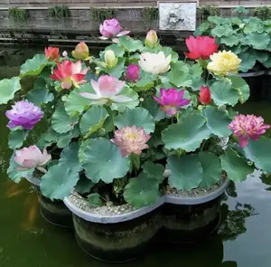 Lotus Flower Seeds for Water Garden & Indoor Growing, Aquatic Plant Seeds for Bowl, Pond & Container Garden, Home Garden Planting Kit Alternative