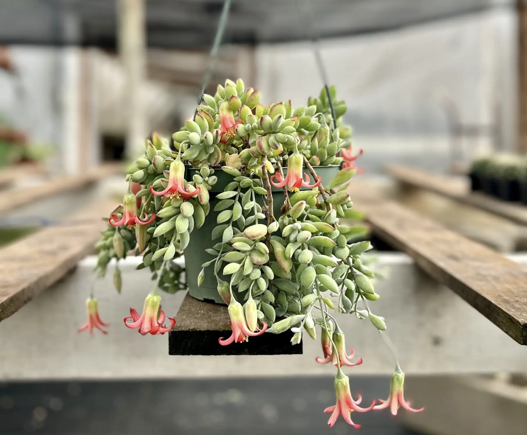 Cotyledon Pendens, Trailing Succulent, Small Live Plant in 2", 4", 6" pot