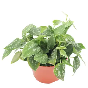 Satin Pothos Scindapsus Pictus Argyraeus - 6'' from California Tropicals Decor Decorative Plant