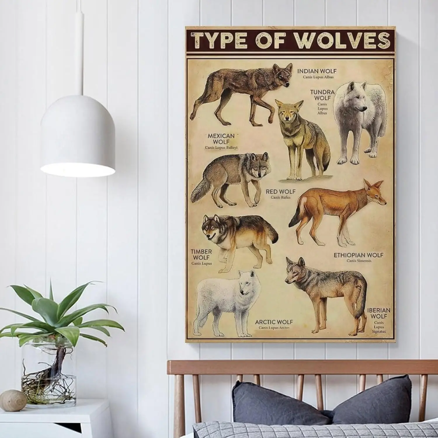 Animal Wolf Poster Vintege Types of Wolves Educational Wall Art Aesthetic Decorative Painting Living Room Restaurants