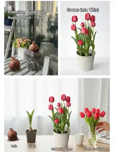 2026 Trend Live Tulip Seedlings, Perennial Flower Plants, Ornamental Garden Blooms, Outdoor Landscape Saplings, Yard Decor Floral Plant, Cold Hardy, Drought Resistant, Early Bloom, Vibrant Petals, Long Lasting, Easy Care, for Patio, Lawn, Border, Balcony