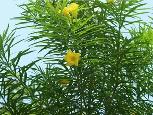 5 Lucky Nut Bush Seeds for Planting Thevetia peruviana