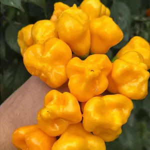 Aji Fantasy Orange -   20+ Pepper Seeds
