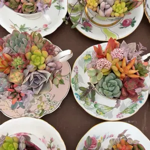 Succulent Teacup Arrangement